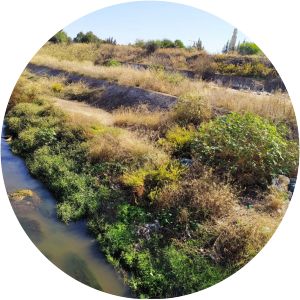 Arroyo de Tamarguillo