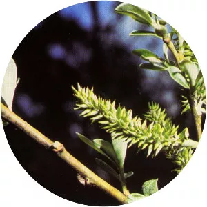 Arroyo willow - 