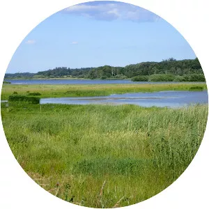 Årslev Engsø