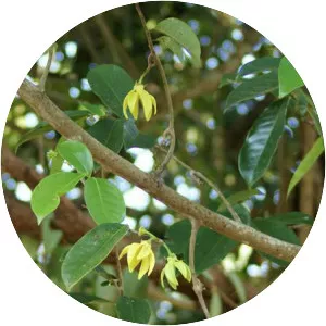 Artabotrys siamensis - Plants