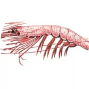 Artemesia longinaris