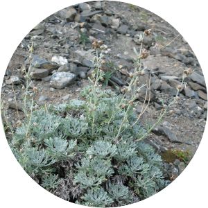 Artemisia alaskana