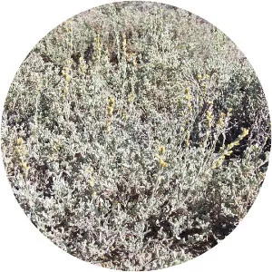 Artemisia arbuscula