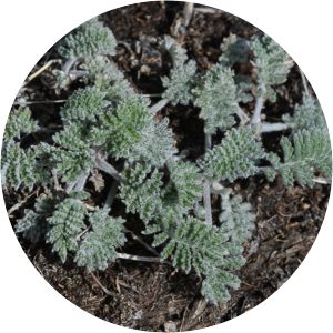 Artemisia atrata - 
