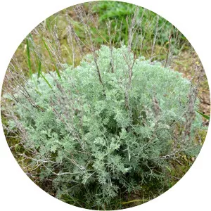 Artemisia austriaca - 
