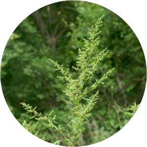 Artemisia dubia - 