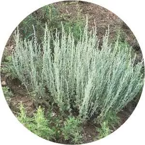 Artemisia frigida