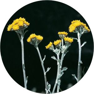 Artemisia glacialis - 