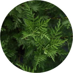 Artemisia gmelinii - 