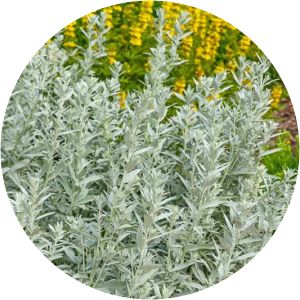 Artemisia ludoviciana