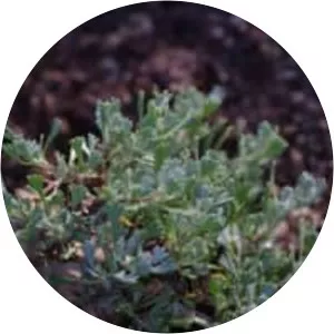 Artemisia nova - Plants