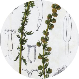 Artemisia rupestris - 
