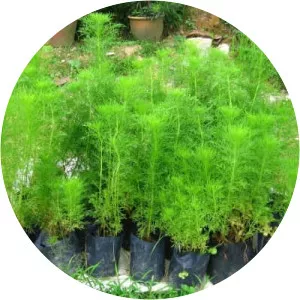 Artemisia scoparia