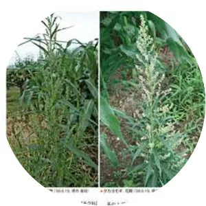 Artemisia selengensis