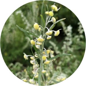 Artemisia sieversiana - 