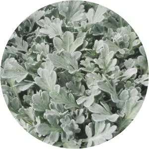 Artemisia stelleriana