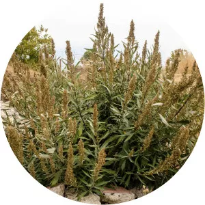 Artemisia suksdorfii