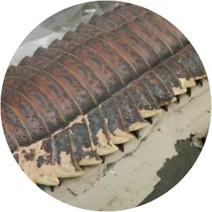 Arthropleura