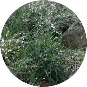 Arthropodium milleflorum