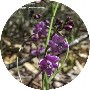 Arthropodium minus