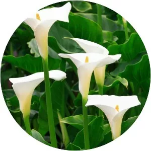 Arum Lilies