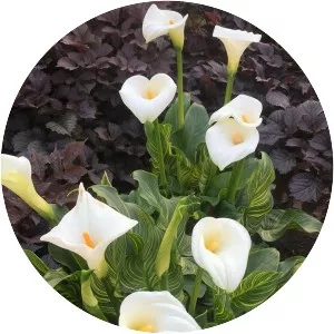 Arum-lily - Plants