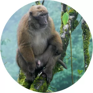 Arunachal macaque