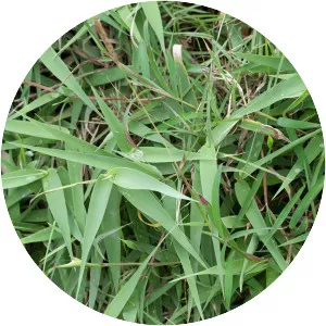 Arundo formosana