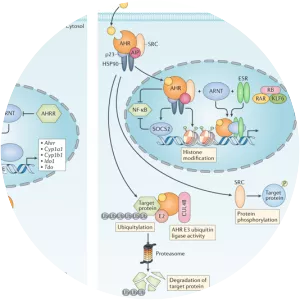 Aryl hydrocarbon receptor