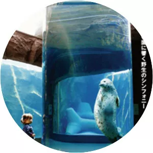 Asahiyama Zoo Story: Penguins in the Sky