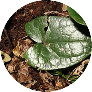 Asarum ikegamii - 