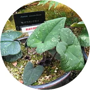 Asarum monodoriflorum - 