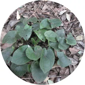 Asarum nipponicum - 