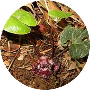 Asarum tamaense