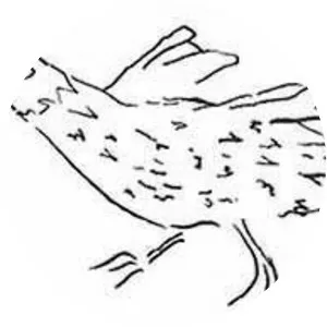 Ascension crake - 