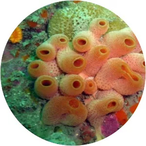 Ascidians