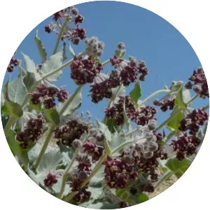 Asclepias californica