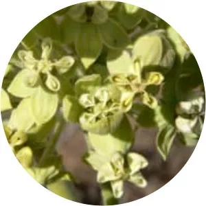Asclepias erosa - Plants