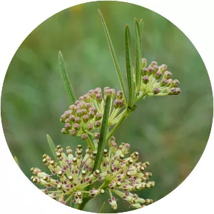 Asclepias hirtella - 
