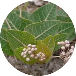 Asclepias humistrata - 