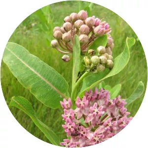 Asclepias sullivantii