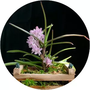 Ascocentrum christensonianum