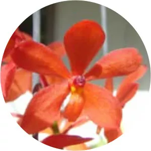 Ascocentrum curvifolium