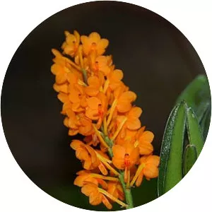 Ascocentrum garayi - 