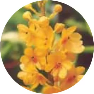 Ascocentrum