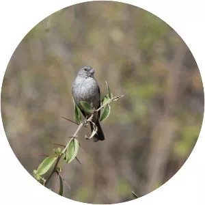 Ash-breasted sierra finch