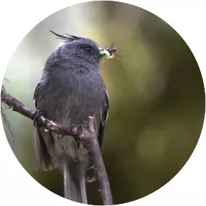 Ash-breasted tit-tyrant