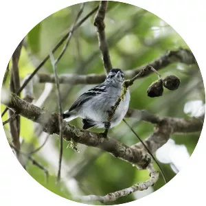 Ash-throated antwren