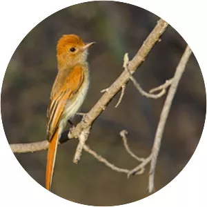 Ash-throated casiornis