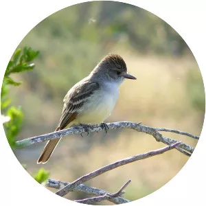 Ash-throated flycatcher - Birds